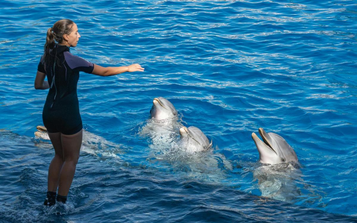 Spettacolo dei Delfini a Sharm El Sheikh