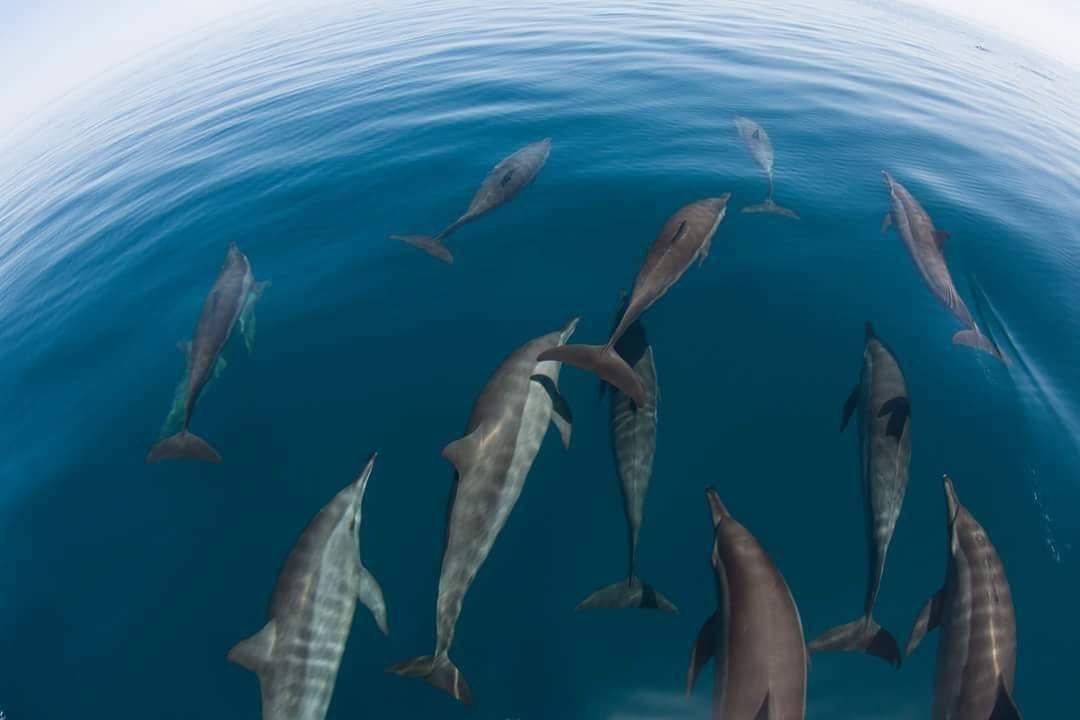 11Gita in barca all’Isola di Tiran da Sharm El Sheikh