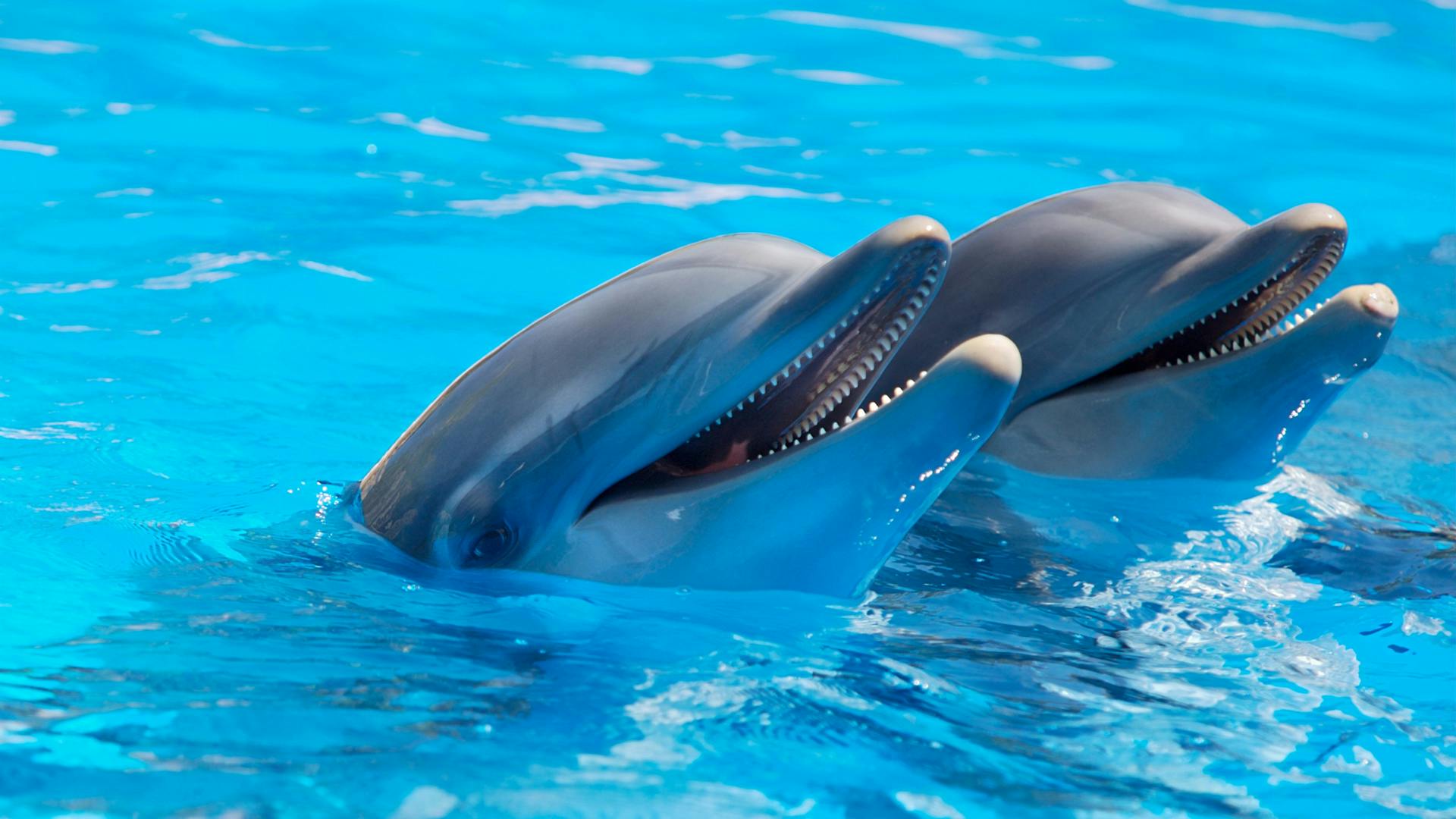 10Spettacolo dei Delfini a Sharm El Sheikh